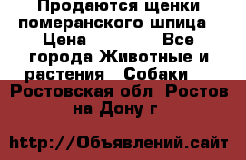 Продаются щенки померанского шпица › Цена ­ 45 000 - Все города Животные и растения » Собаки   . Ростовская обл.,Ростов-на-Дону г.